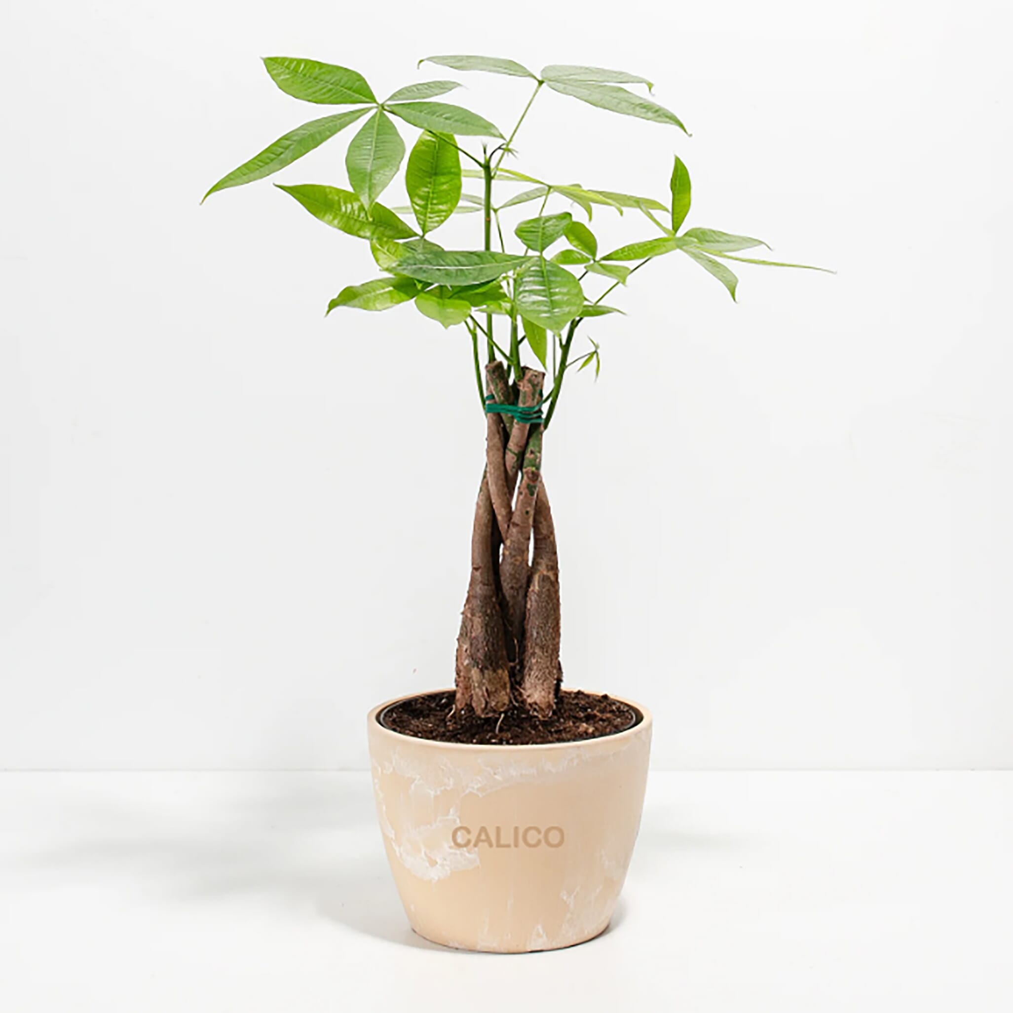 Money Tree Plant Kit- Eco Pot- Medium