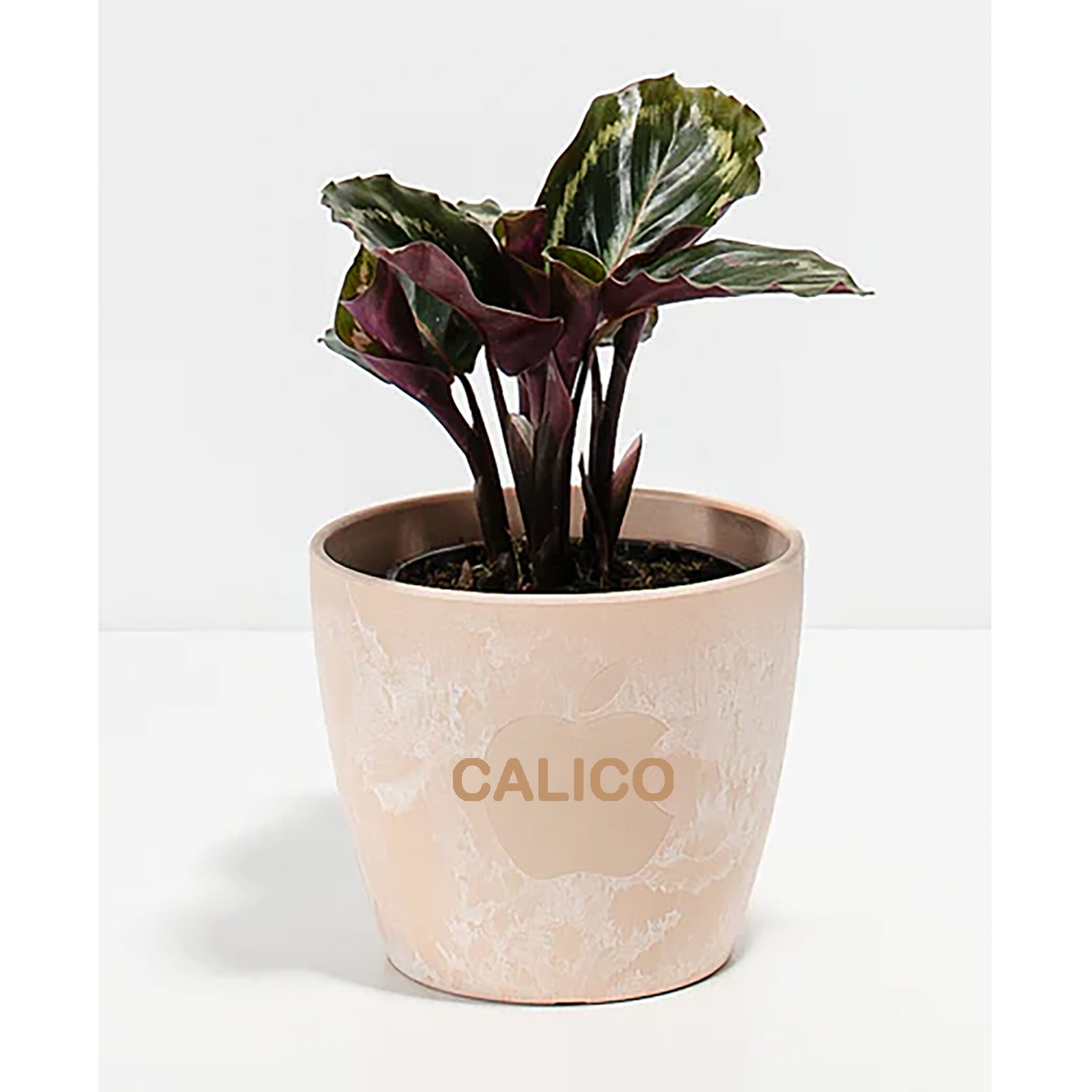 Peacock Plant Kit- Eco Pot- Small