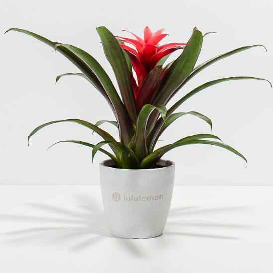 Assorted Bromeliad Plant Kit- Eco Pot- Small