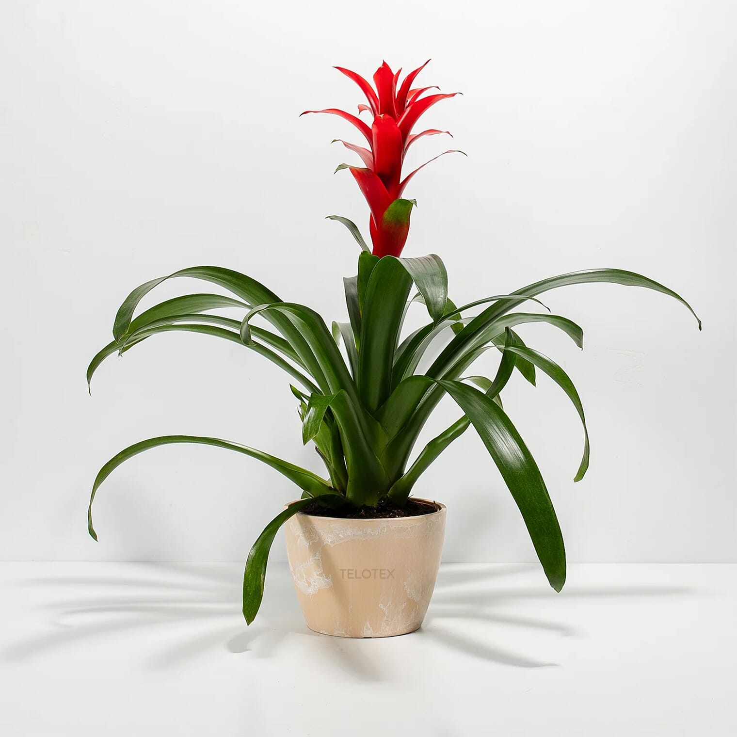 Assorted Bromeliad Plant Kit- Eco Pot- Medium